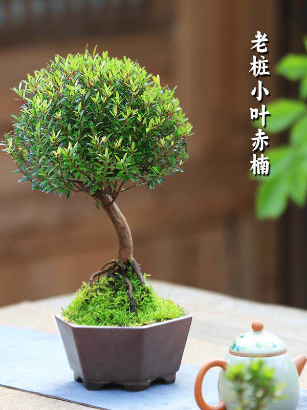 小叶赤楠盆景精品蘑菇头造型提根老桩小盆栽室内观叶植物四季好养
