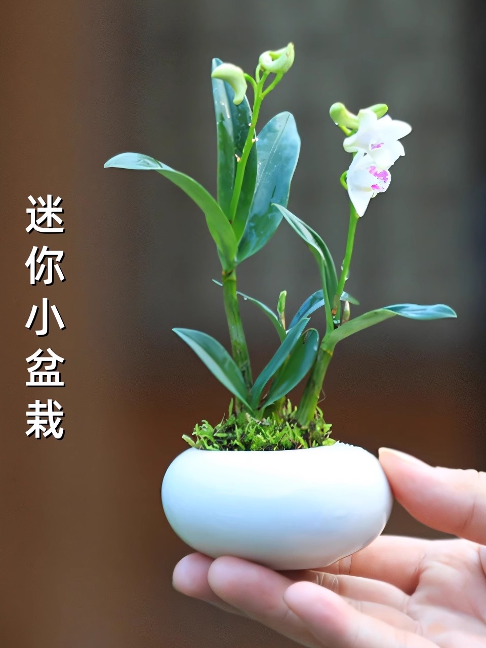 迷你盆栽石斛兰花盆栽桌面绿植办公室茶台指尖盆栽室内植物花卉