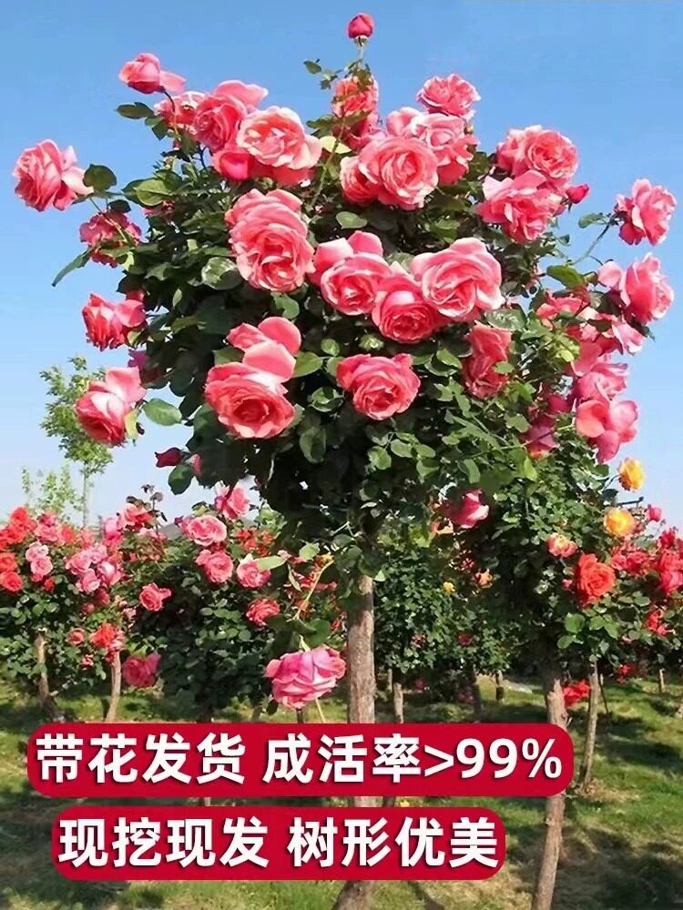树桩月季嫁接棒棒糖状高杆庭院地栽特大花卉树状月季四季多色玫瑰