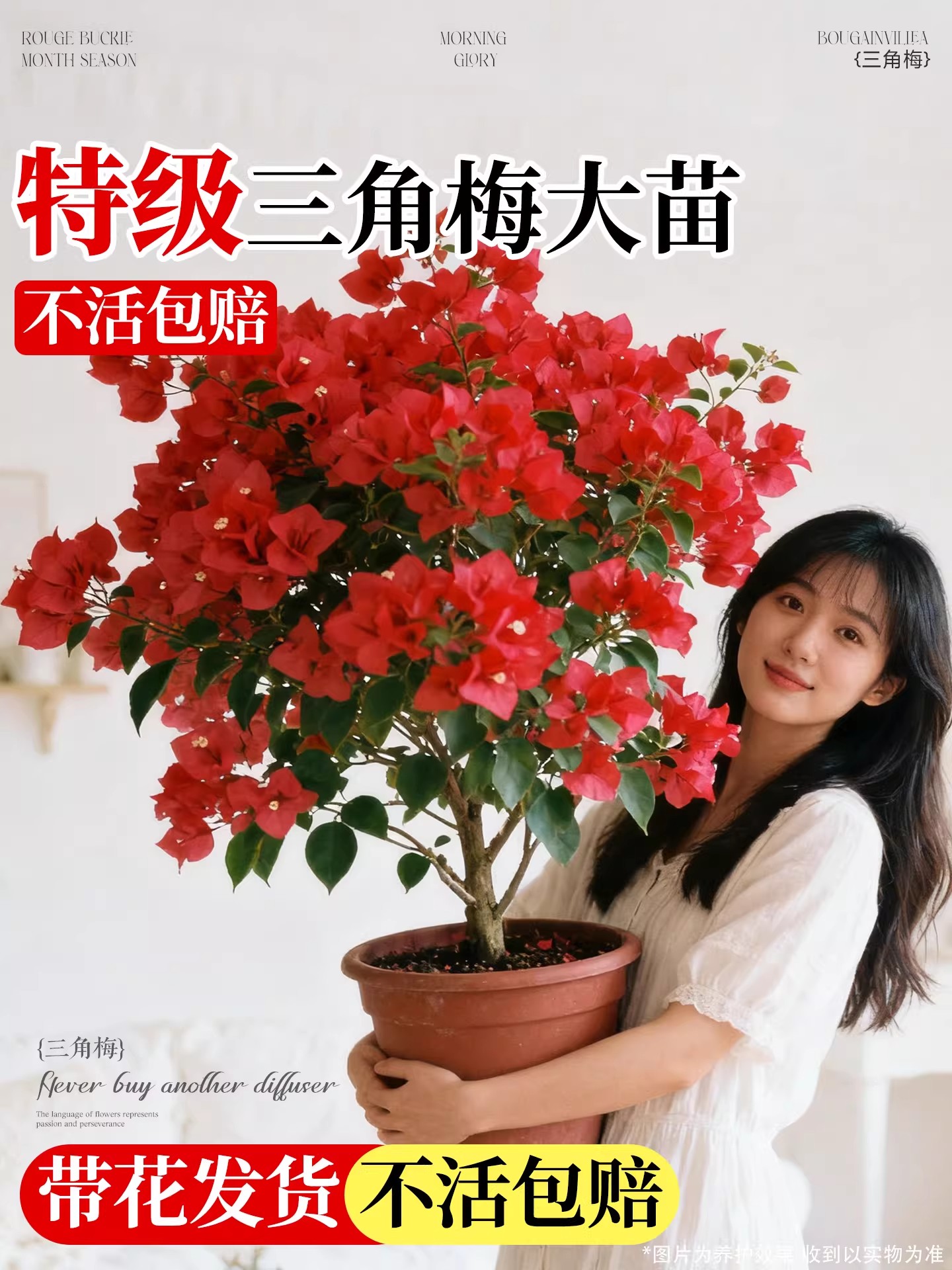 高端三角梅盆栽带花重瓣花卉漳红樱老桩四季绿樱树苗室内阳台植物