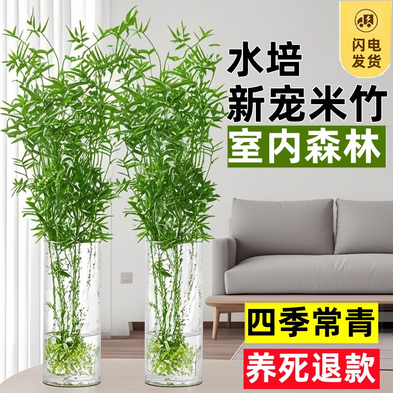 米竹水培苔藓球植物室内盆栽微观盆景凤尾竹观音竹观赏竹子小米竹