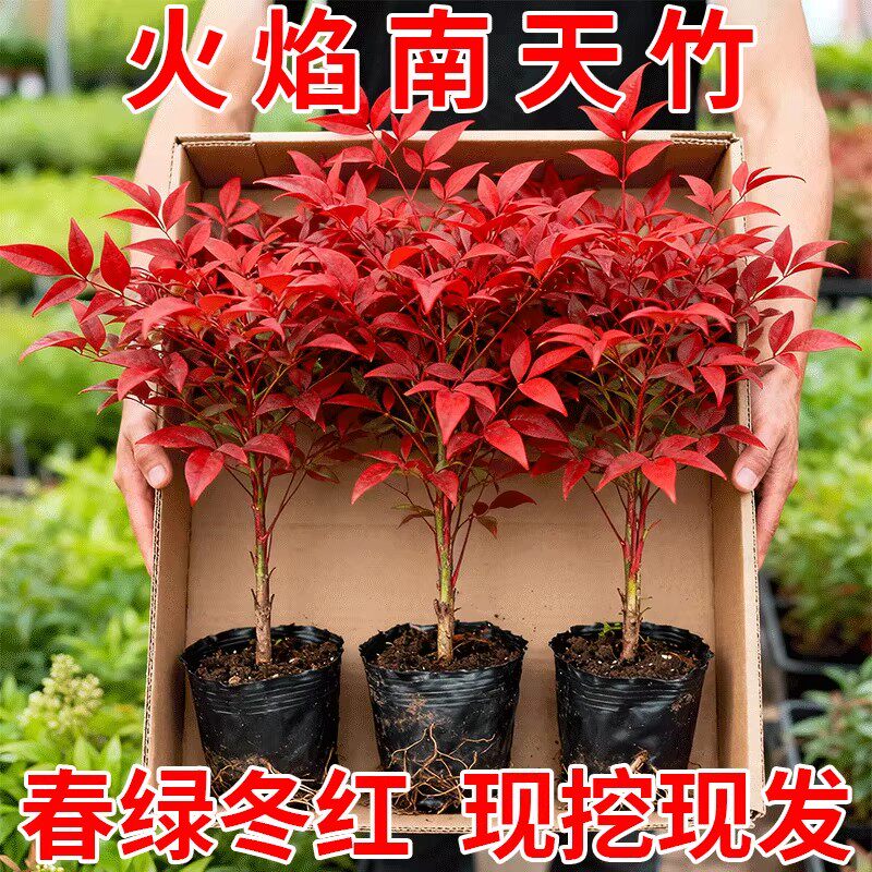 火焰南天竹盆栽庭院别墅室内耐寒红叶植物四季常青绿化苗木好养活