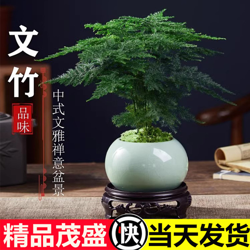 高端文竹盆栽植物室内客厅中式禅意微盆景办公桌面花卉创意小绿植