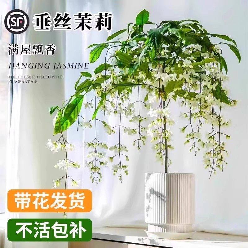 垂丝茉莉盆栽带花苞泰国进口老桩风车茉莉桌面阳台好养花卉绿植物