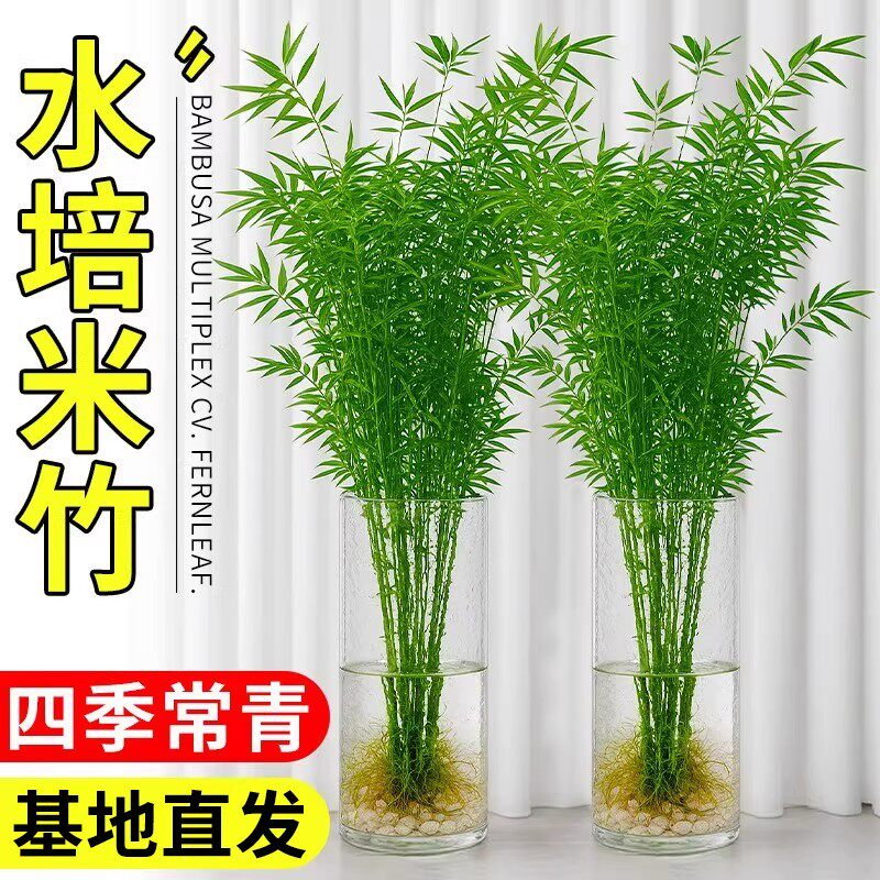 水培米竹室内盆栽植物水养观音竹富贵竹南天竹客厅懒人高级感绿植