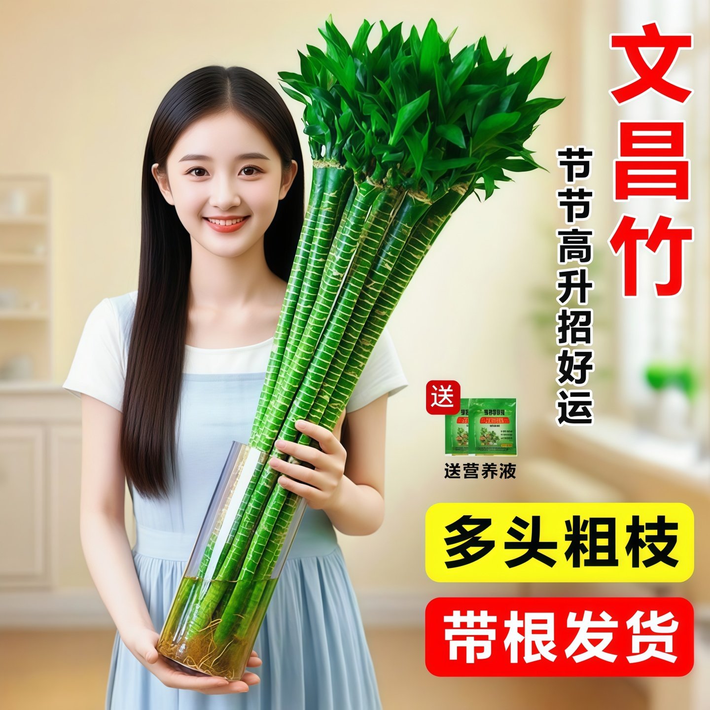 带根文昌竹4支金榜题名龙竹转运富贵竹水培植物水养绿植室内盆栽