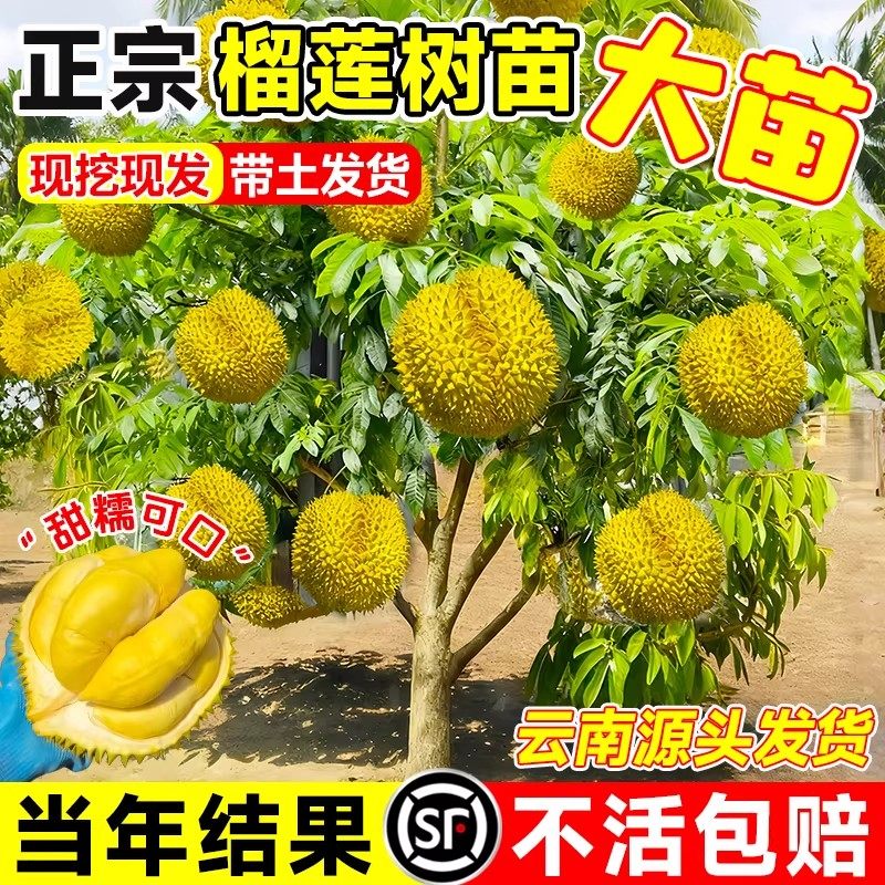 金枕榴莲树果苗南北方种植猫山王耐寒嫁接盆栽地栽广西正宗果树苗