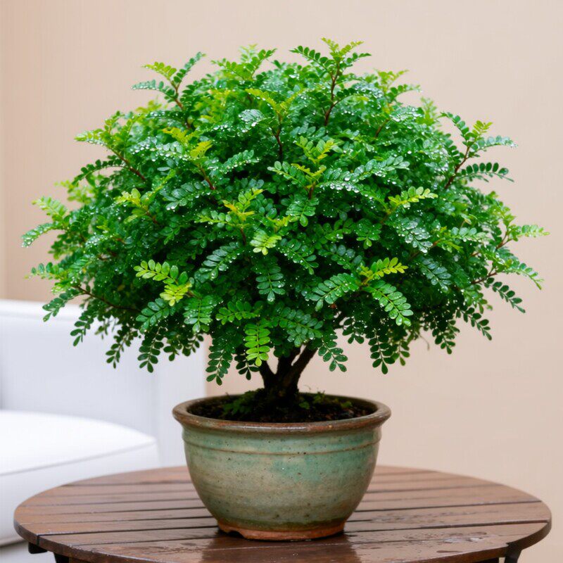 正宗清香木盆栽胡椒木老桩树苗室内驱蚊驱虫植物桌面四季常青绿植