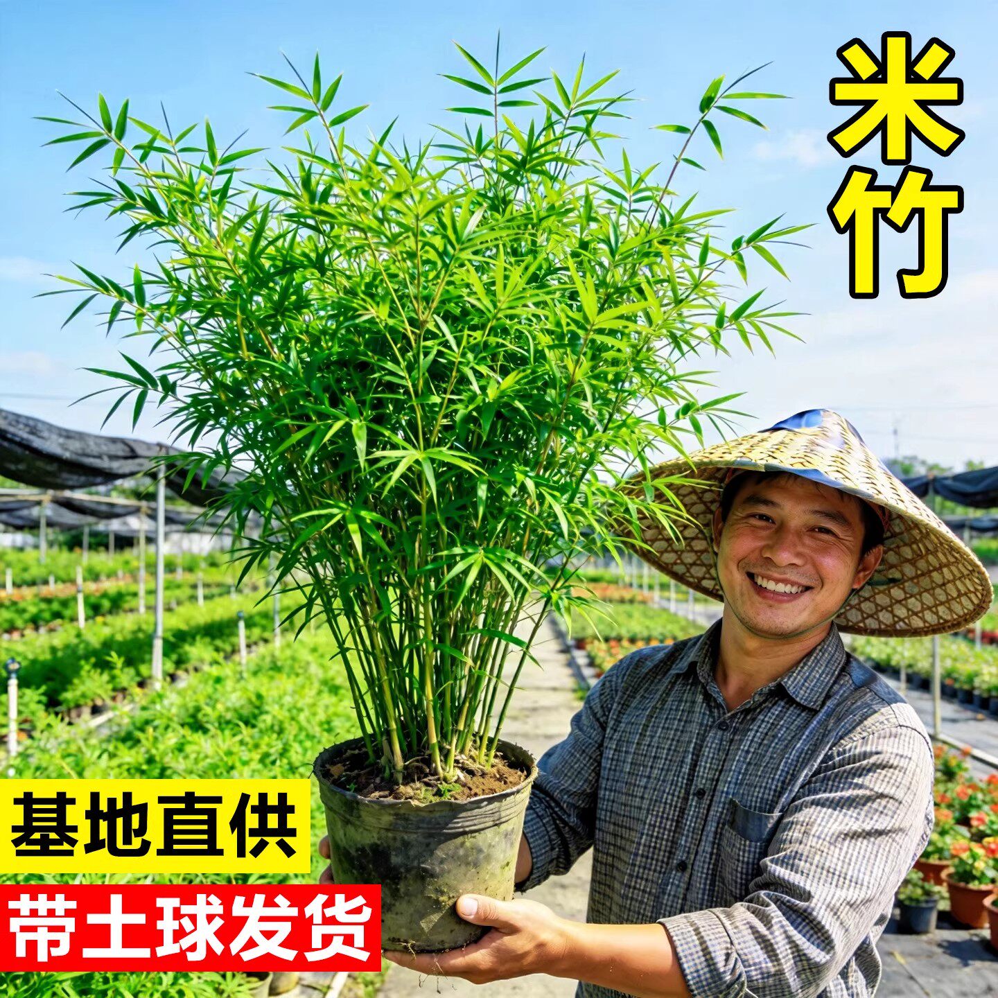 米竹盆栽丛生凤尾竹观音竹室内桌面水培绿植物阳台竹子盆景慈孝竹