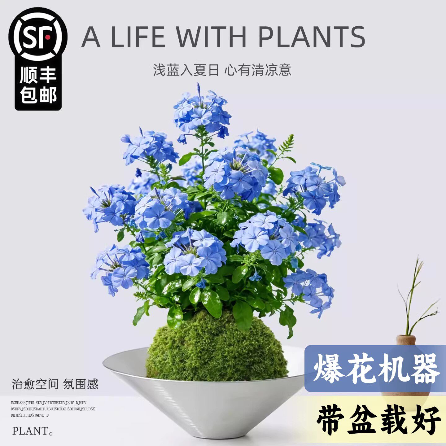 水培植物蓝雪花盆栽苔藓球花卉带花苞室内桌面阳台四季懒人好养活