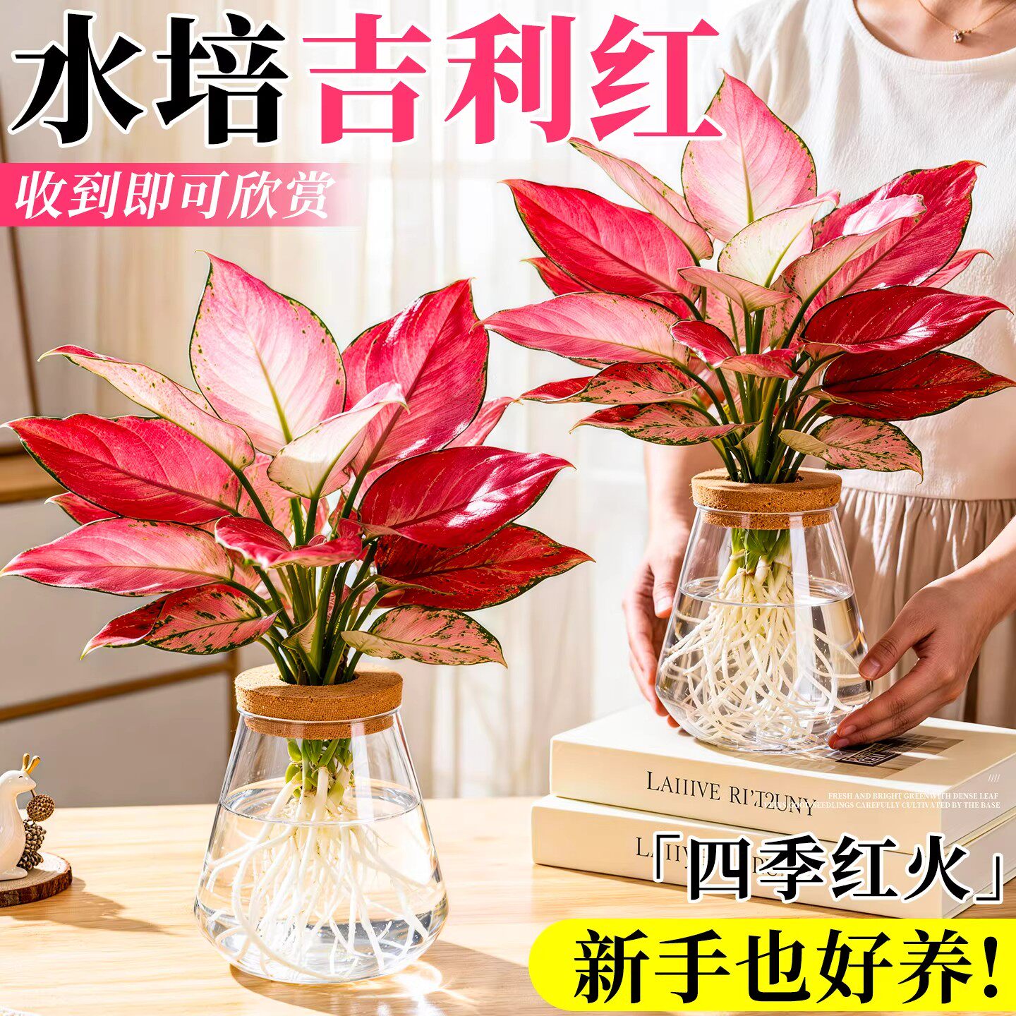 吉利红水培植物如意皇后盆栽大颗万年红花苗办公室内桌面花卉红掌