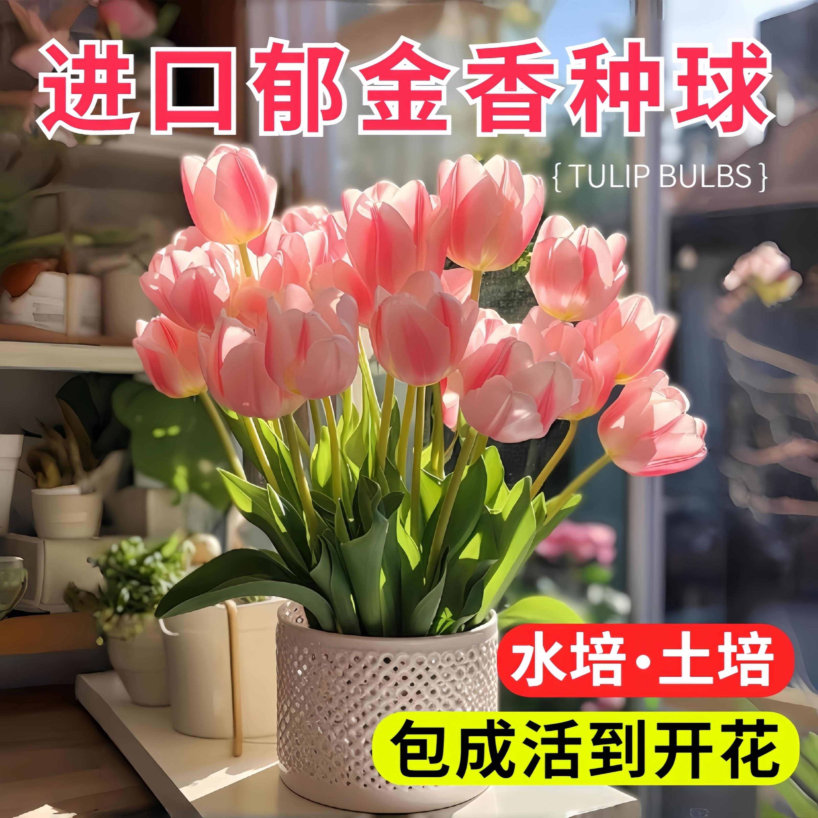 荷兰郁金香种球水培土培5度球阳台庭院盆栽花卉种球室内四季耐寒