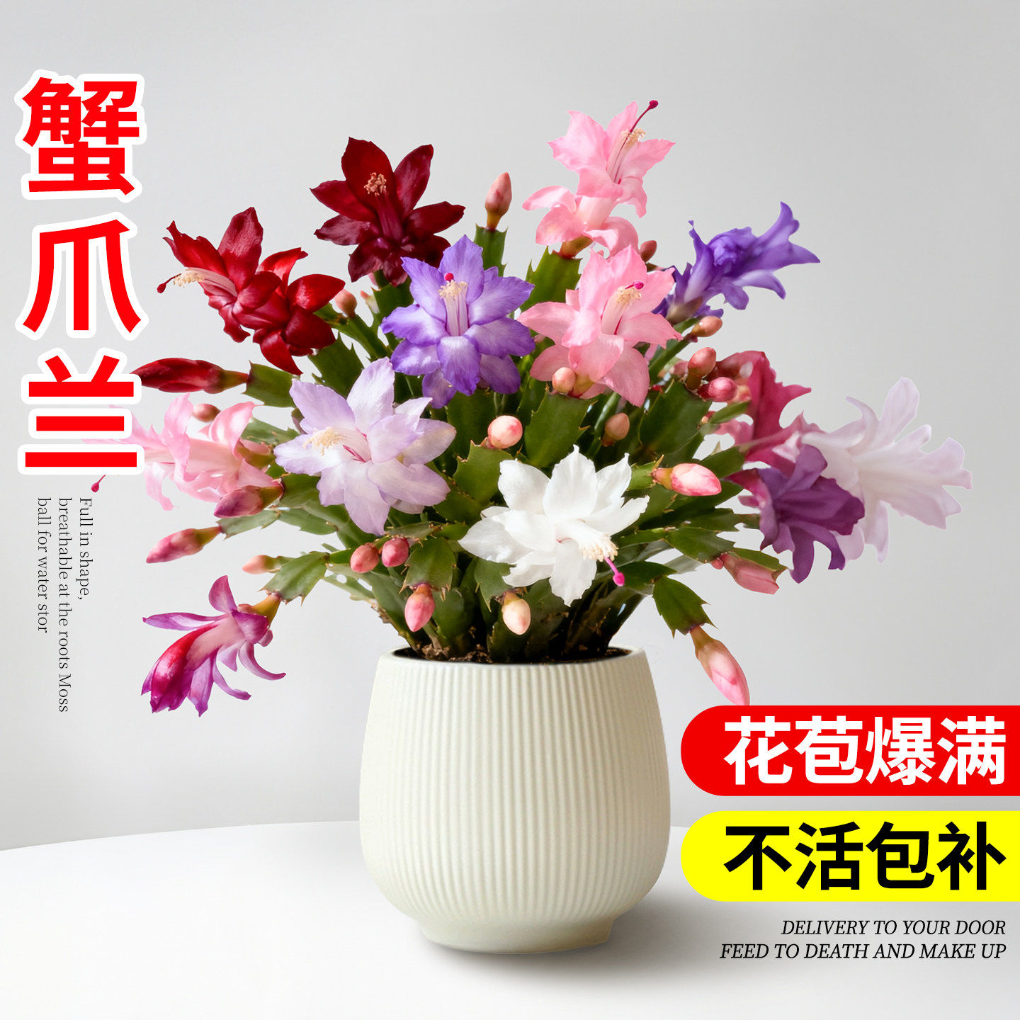 蟹爪兰盆栽带花苞室内绿植花卉桌面阳台耐寒开花植物好养净化空气