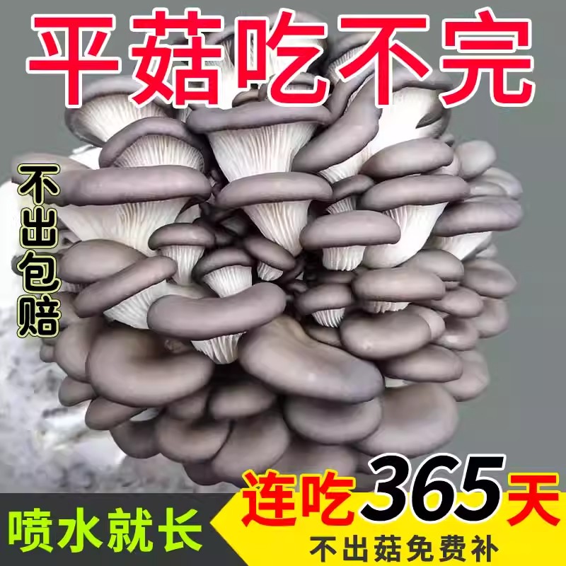 自种家种蘑菇菌包菌菇种植包平菇香菇磨菇种菌种可食用金针菇