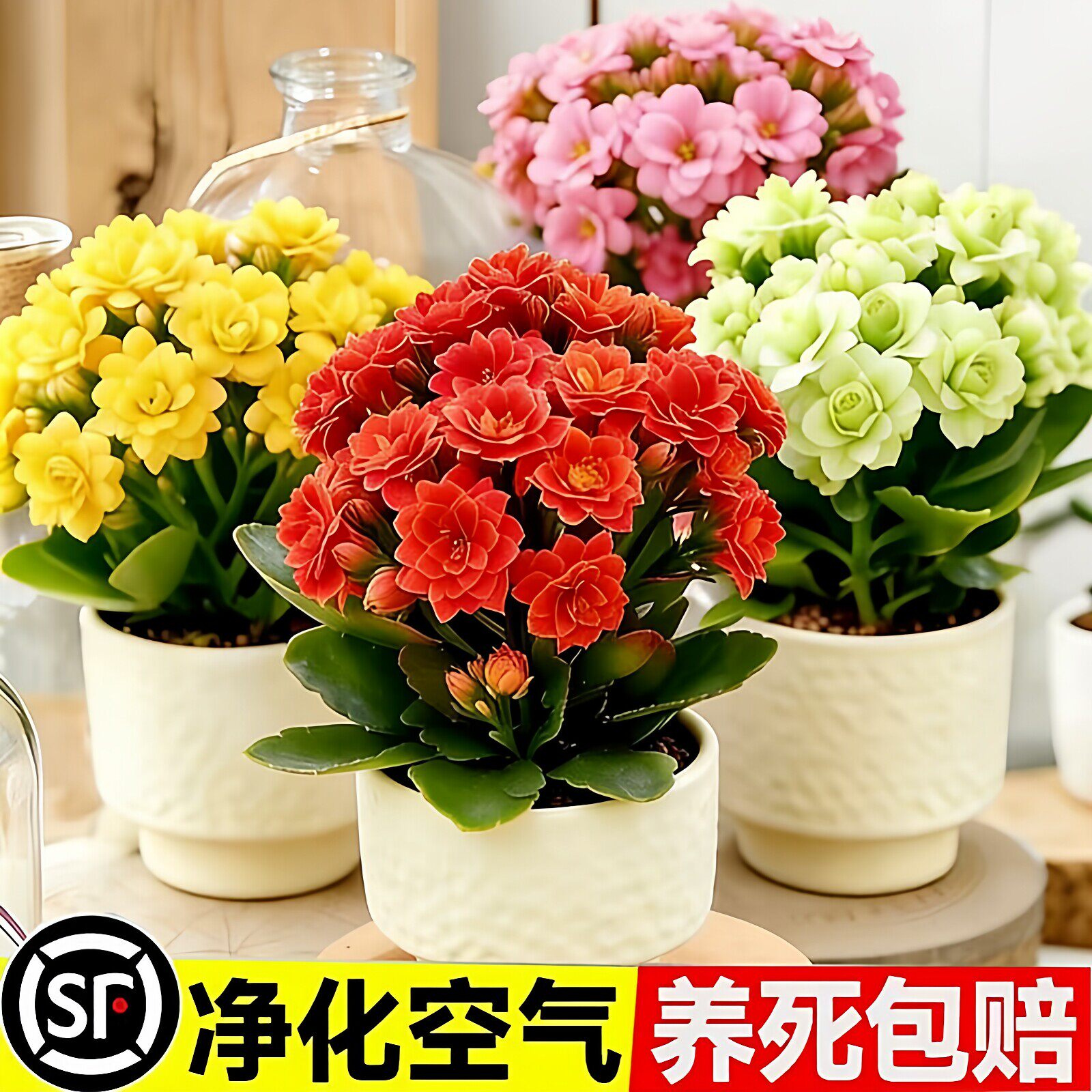 长寿花盆栽带花苞重瓣大苗四季爆花好养花卉室内阳台新品大花绿植