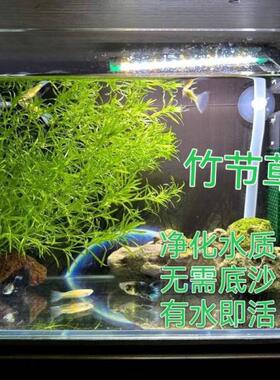 竹节草鱼缸净化水质孔雀鱼躲避绿色水草淡水新手有茎类繁殖快523