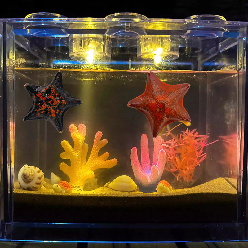宠物活海星饲养套装儿童科学小实验小学生海洋生物标本桌面生态缸