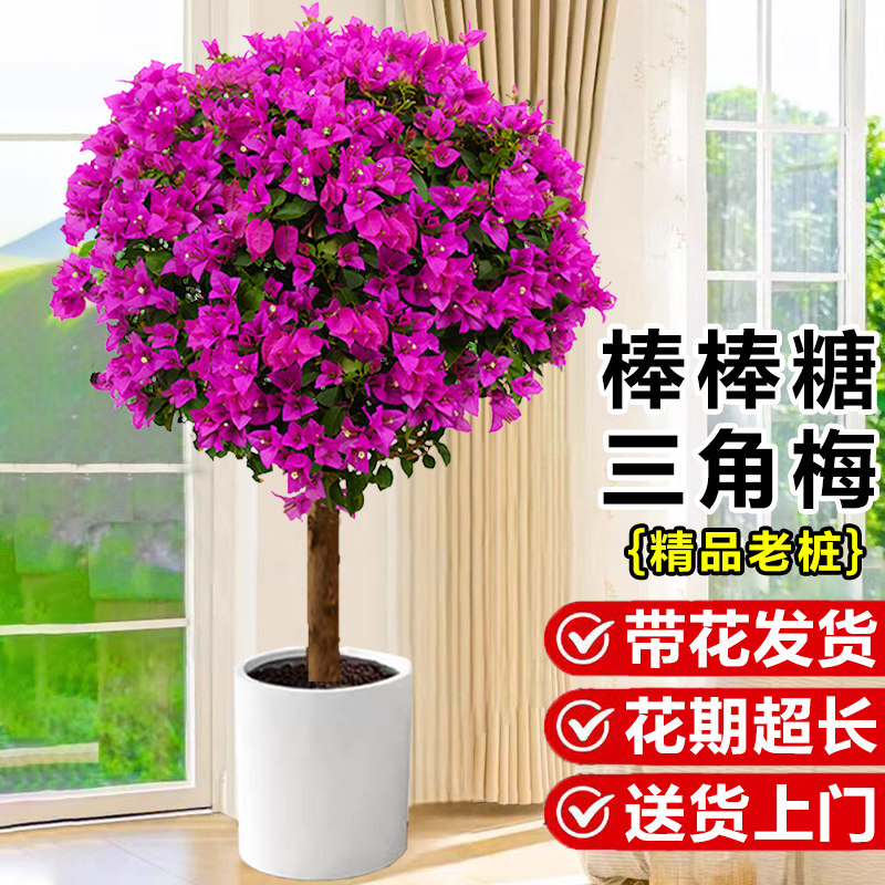 三角梅盆栽大苗带花棒棒糖造型盆景四季开花阳台庭院好养花卉植物
