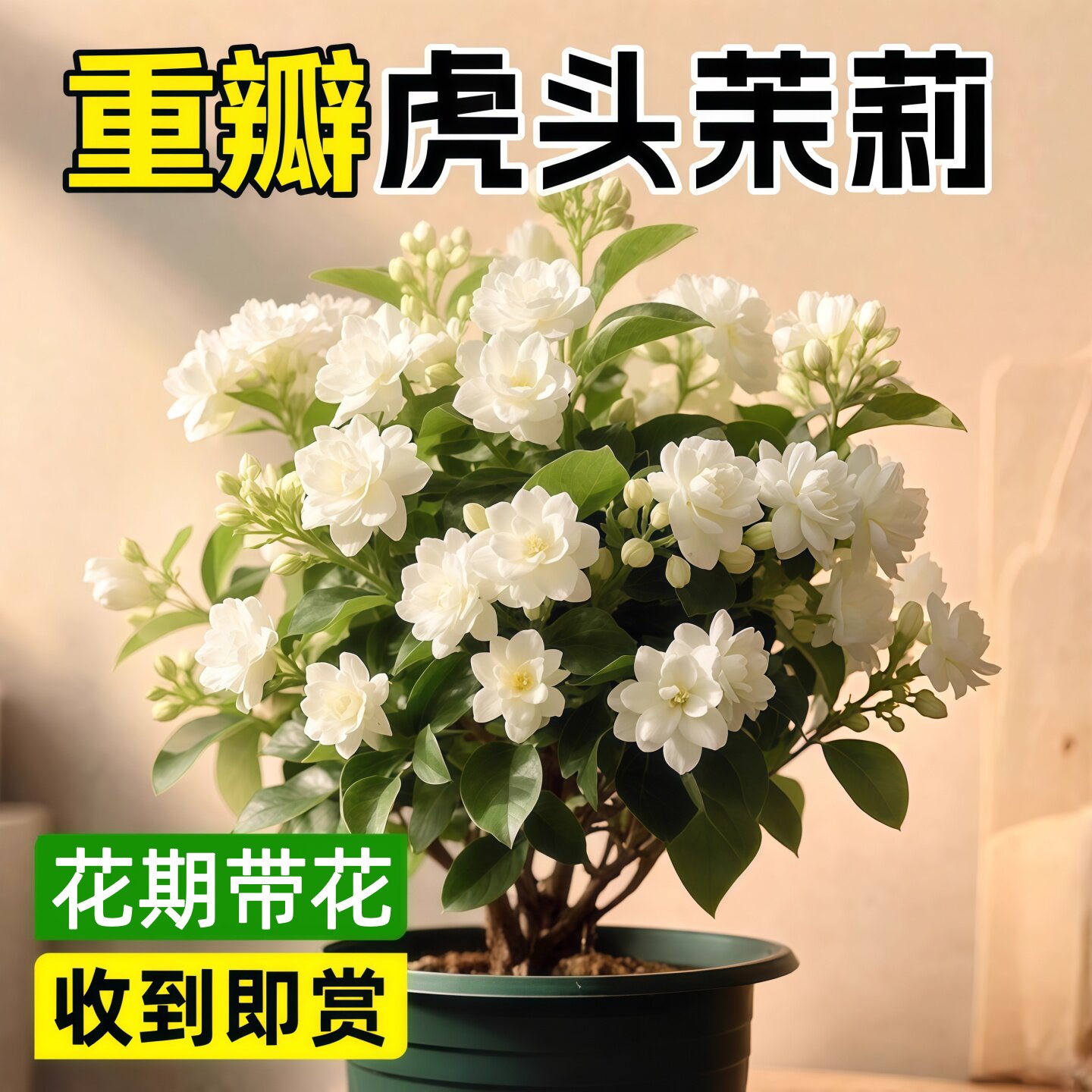 新疆包邮虎头茉莉花盆栽带花苞室内好养易活四季水培绿植重瓣浓香