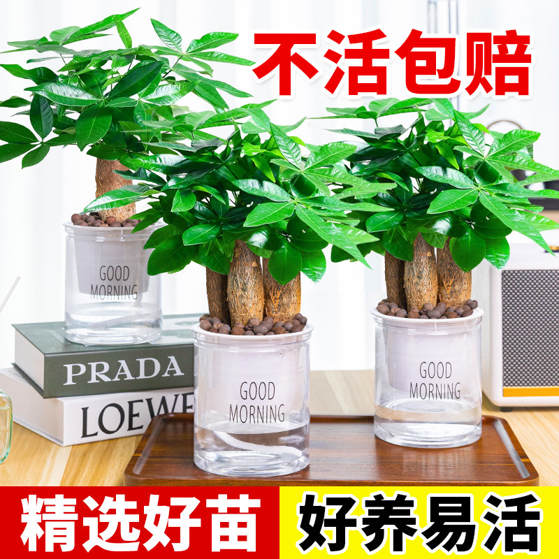 发财树小盆栽2026新款水培盆景办公室内桌面盆栽植物水养客厅绿植