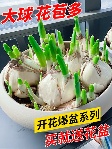 绿光苗圃漳州水仙种球水培盆栽