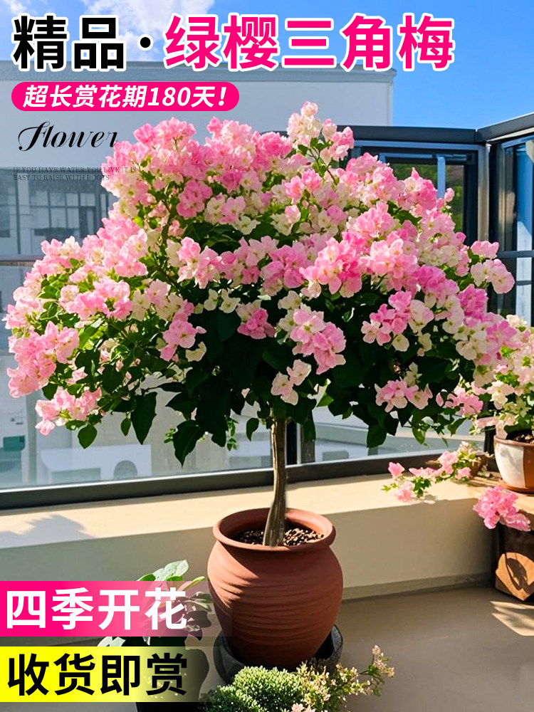绿缨三角梅盆栽带花树苗四季花卉老桩开花植物苗重瓣爬藤三角梅花图片