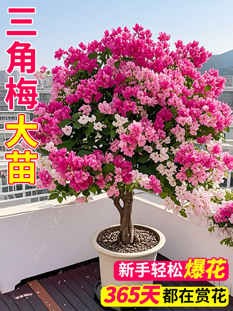 重瓣三角梅花树苗四季三角梅带花室内开花植物好养花卉盆栽花苗