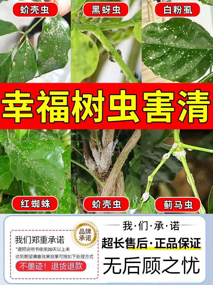 幸福树杀除虫剂灭蚧壳虫绿宝树蚜虫蚧壳虫红蜘蛛白粉虱植物营养液