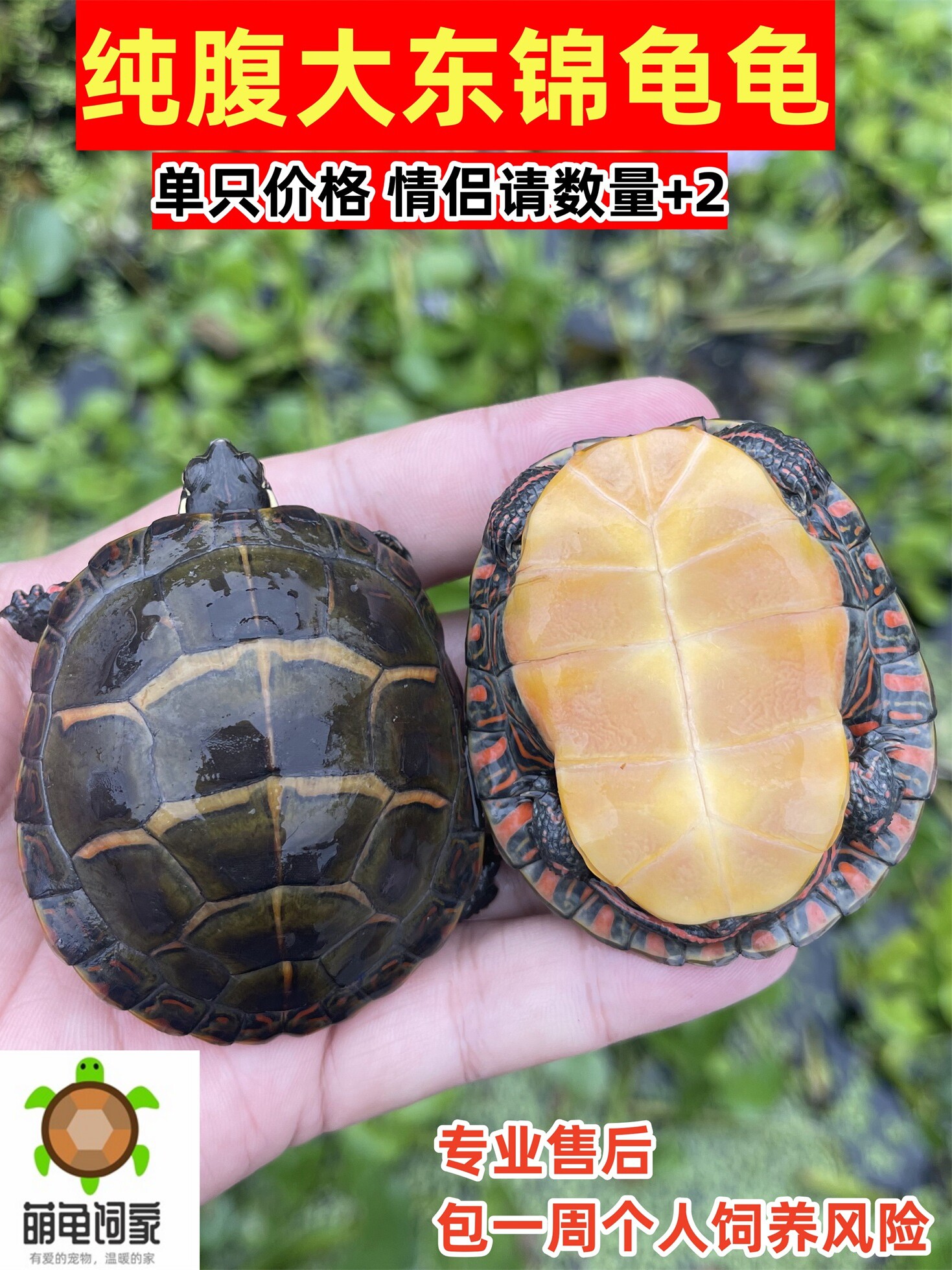 东锦东部锦龟苗深水龟小乌龟西锦南锦龟活体宠物观赏外塘情侣活物