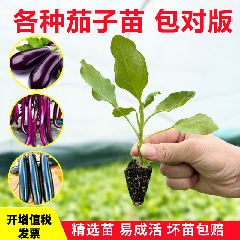 秧苗茄子幼苗茄子苗番茄台阳四季青辣椒种籽盆栽嫁接线茄蔬菜杭茄