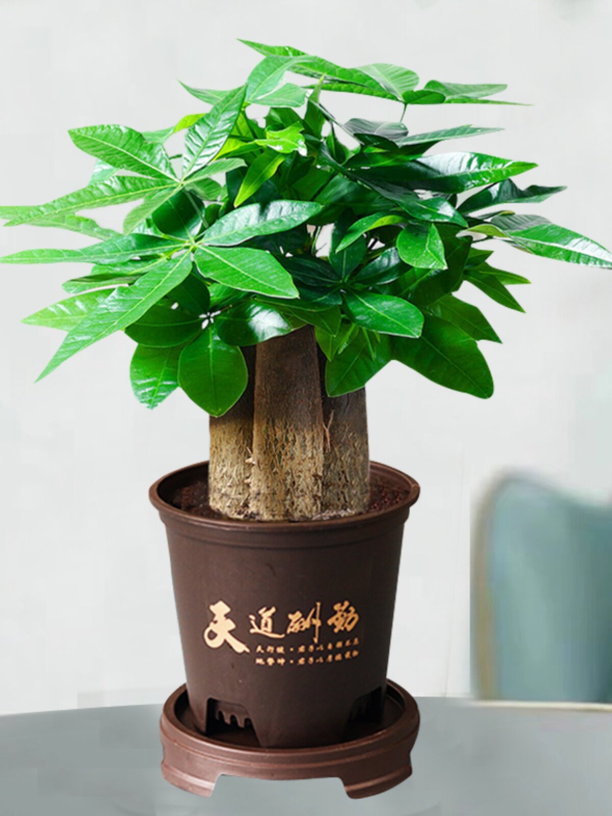 花伴水三杆发财树盆栽客厅办公室内观叶植物招财耐旱好养四季盆栽