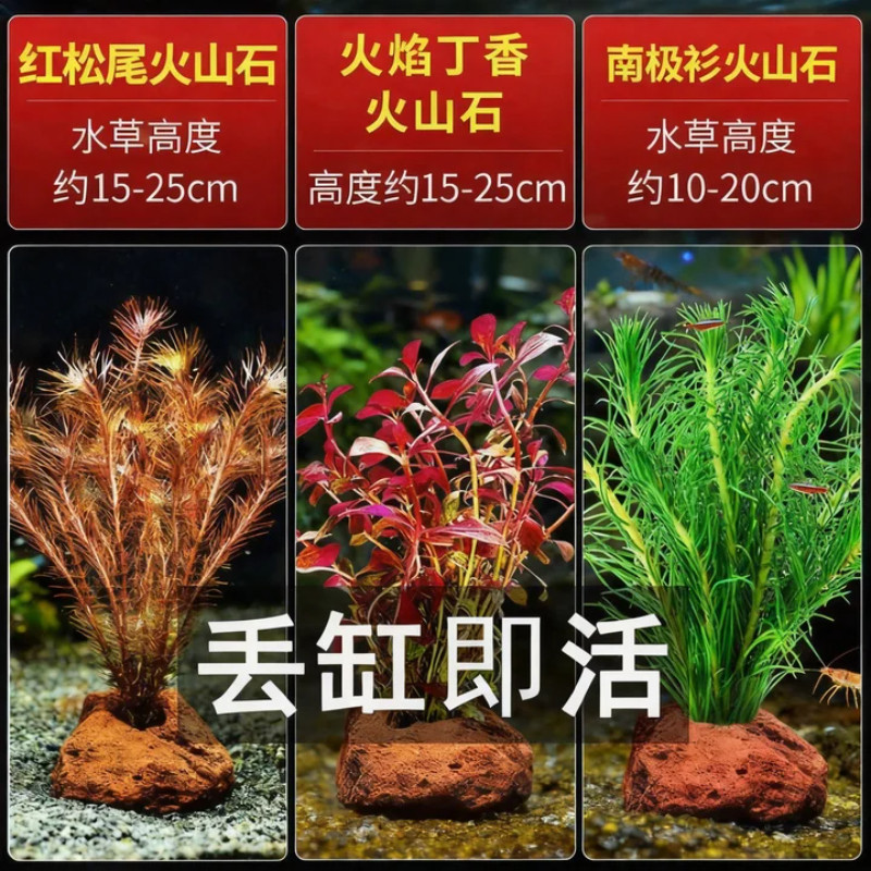 鱼缸真草造景蜈蚣草水榕火山石装饰摆件躲避屋底砂水草海草