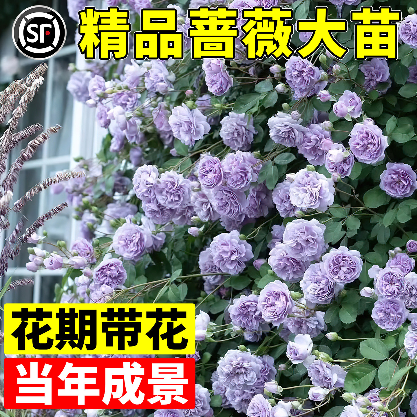 蔷薇花苗藤本月季花树大苗庭院爬藤植物阳台花卉爬墙玫瑰耐寒盆栽图片