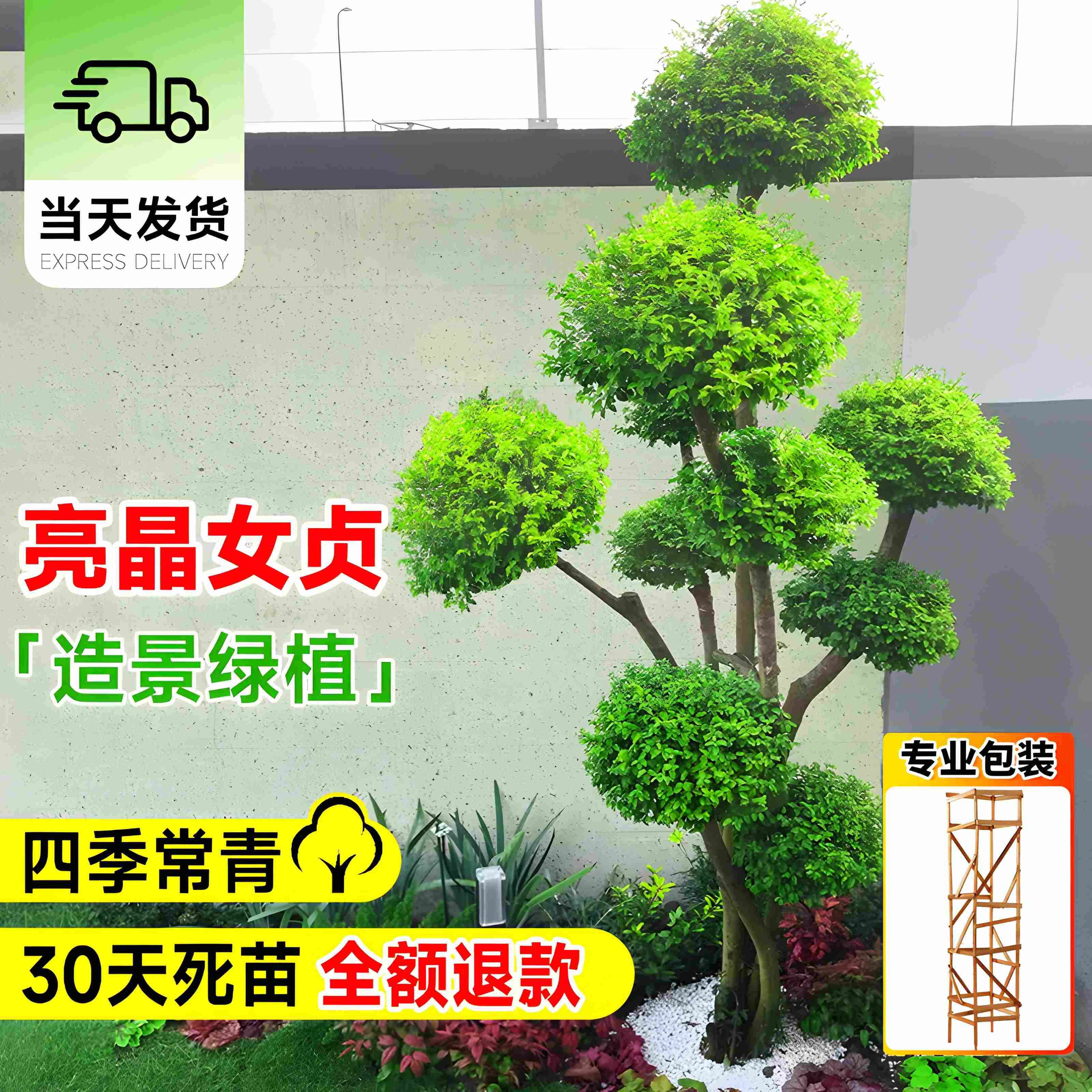 球形亮晶女贞棒棒糖小叶女贞多头造型树别墅庭院花镜景观植物造景