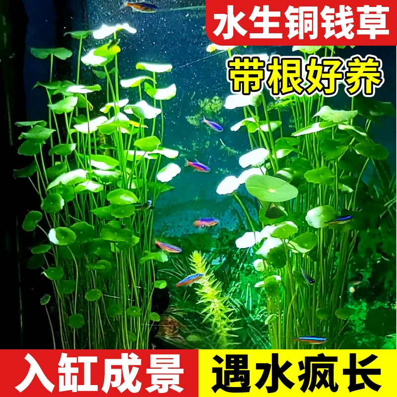 铜钱草鱼缸专用水草水培植物和鱼共养造景阴性净水质古法养鱼草