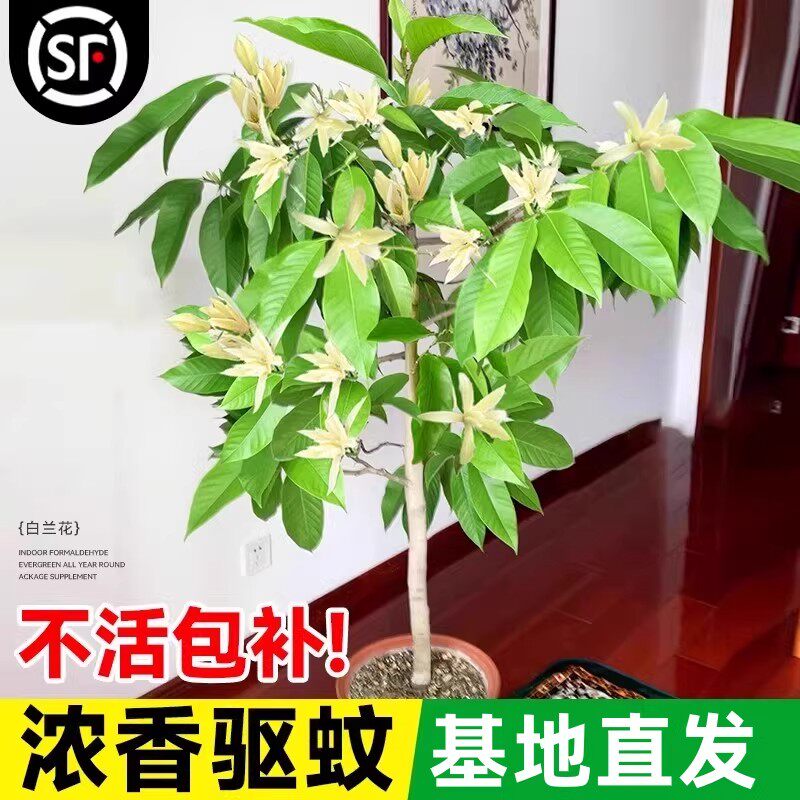 白兰花盆栽玉兰花树苗带花苞黄兰阳台庭院浓香型花卉四季花卉植物