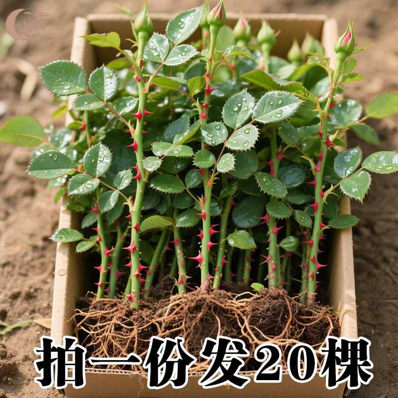 月季花苗蔷薇爬藤四季浓香扦插小苗玫瑰藤本月季庭院浓香特浓香花