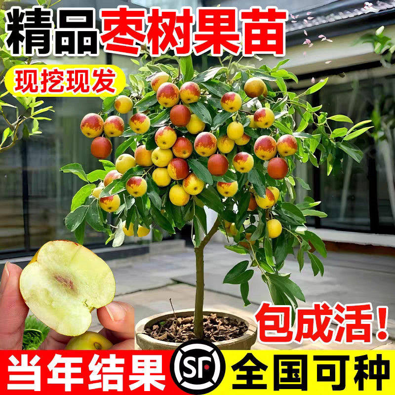 枣树活苗大枣嫁接苗超甜带土球南北方沾化冬枣果树矮化超甜特大号