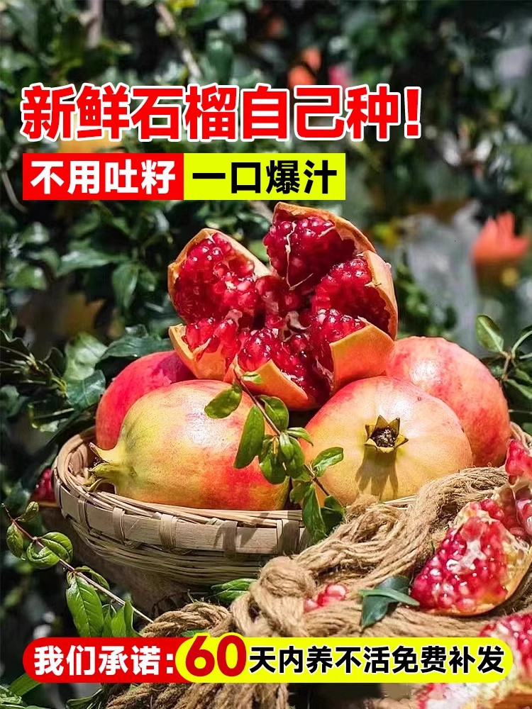 石榴树苗盆栽阳台矮化果树南北方庭院地栽突尼斯耐寒带土带叶发货图片