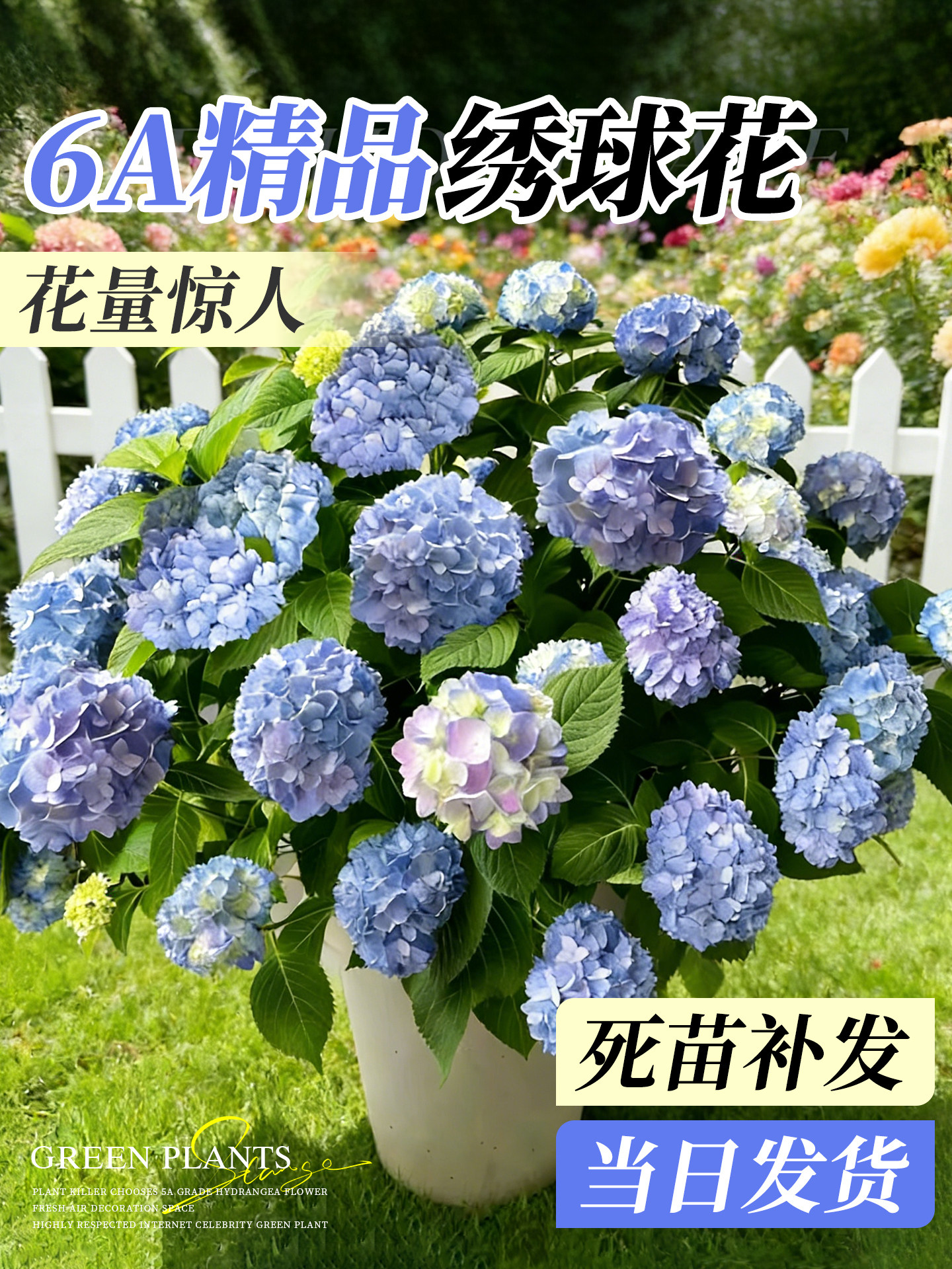 绣球花盆栽带花苞无尽夏老桩大苗四季好养庭院阳台室内特大号鲜花