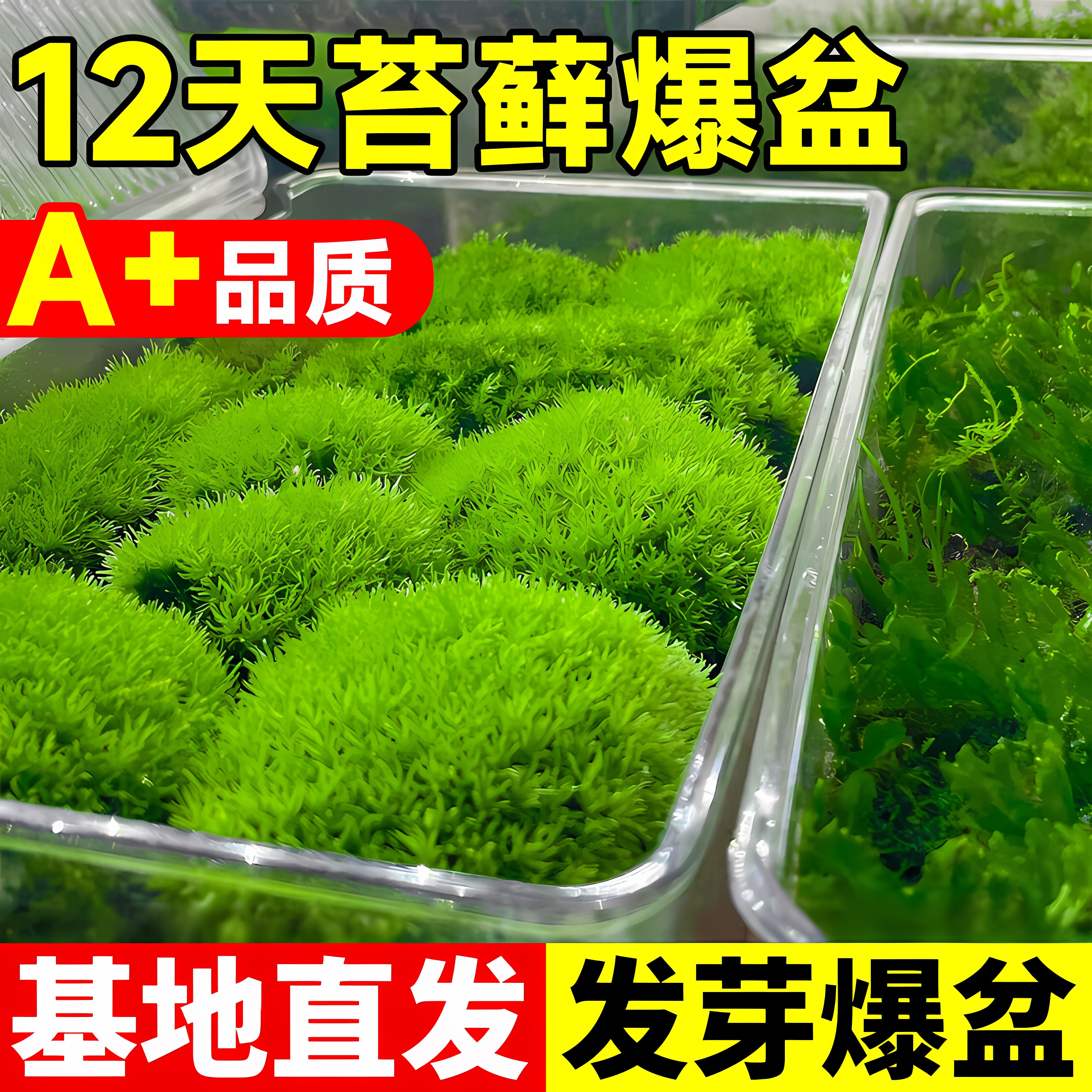 苔藓孢子粉绿植地毯鲜活青苔永生苔藓种子草籽吸水石微景观假山上