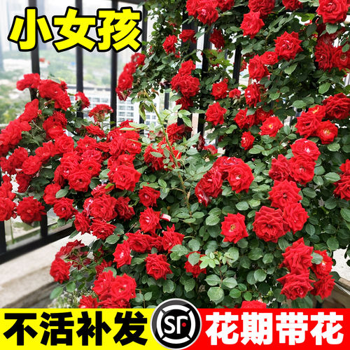 小女孩藤本月季蔷薇花苗特大花苗多季开花卉阳台庭院拱门爬墙植物