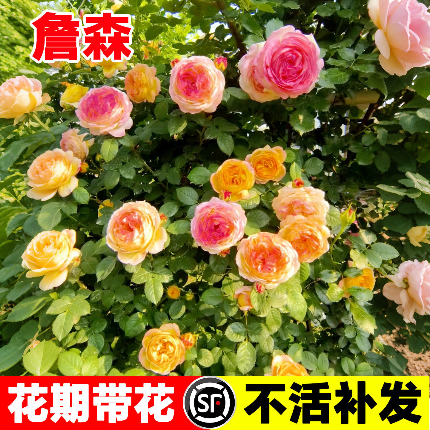詹森藤本月季蔷薇花苗特大花苗多季开花卉阳台庭院拱门爬墙植物