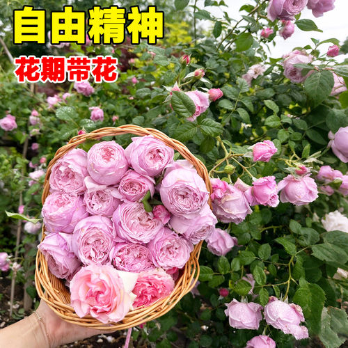 自由精神爬藤月季蔷薇花苗特大花苗多季开花卉阳台庭院爬墙植物