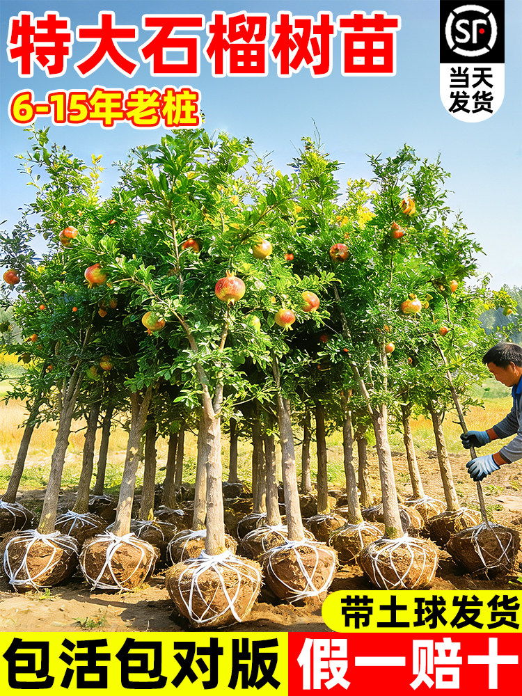 特大石榴树树苗突尼斯软籽无籽蒙阳红石榴苗地栽庭院带土盆栽果树