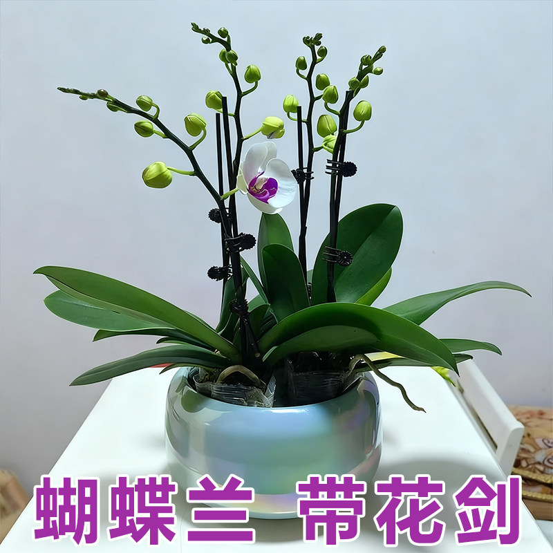 新疆包邮粉残雪蝴蝶兰2.8寸杯带花剑发货耐热型夏花续花型花期超