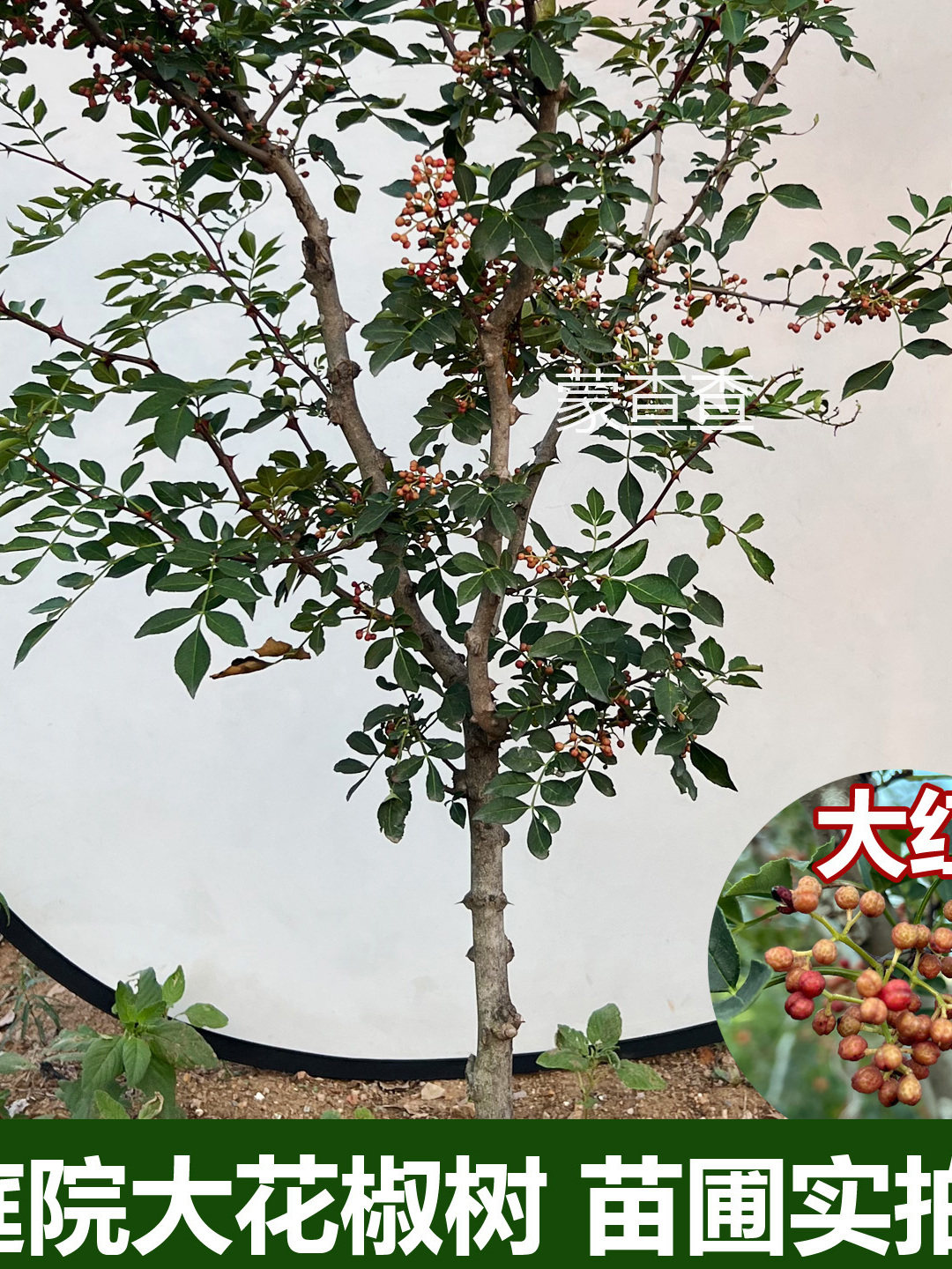大红袍花椒树苗带土球当年结果