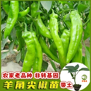 特大牛角椒苗高产不辣青椒种子种苗四季盆栽蔬菜苗带土辣椒苗秧苗