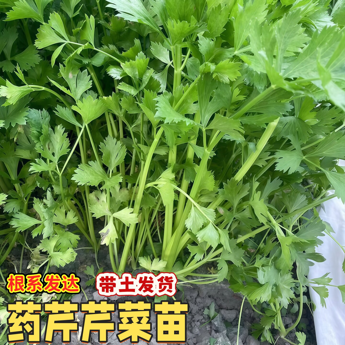 药芹芹菜苗小香芹蔬菜苗芹菜秧苗西芹苗芹菜根苗包邮盆栽阳台种植