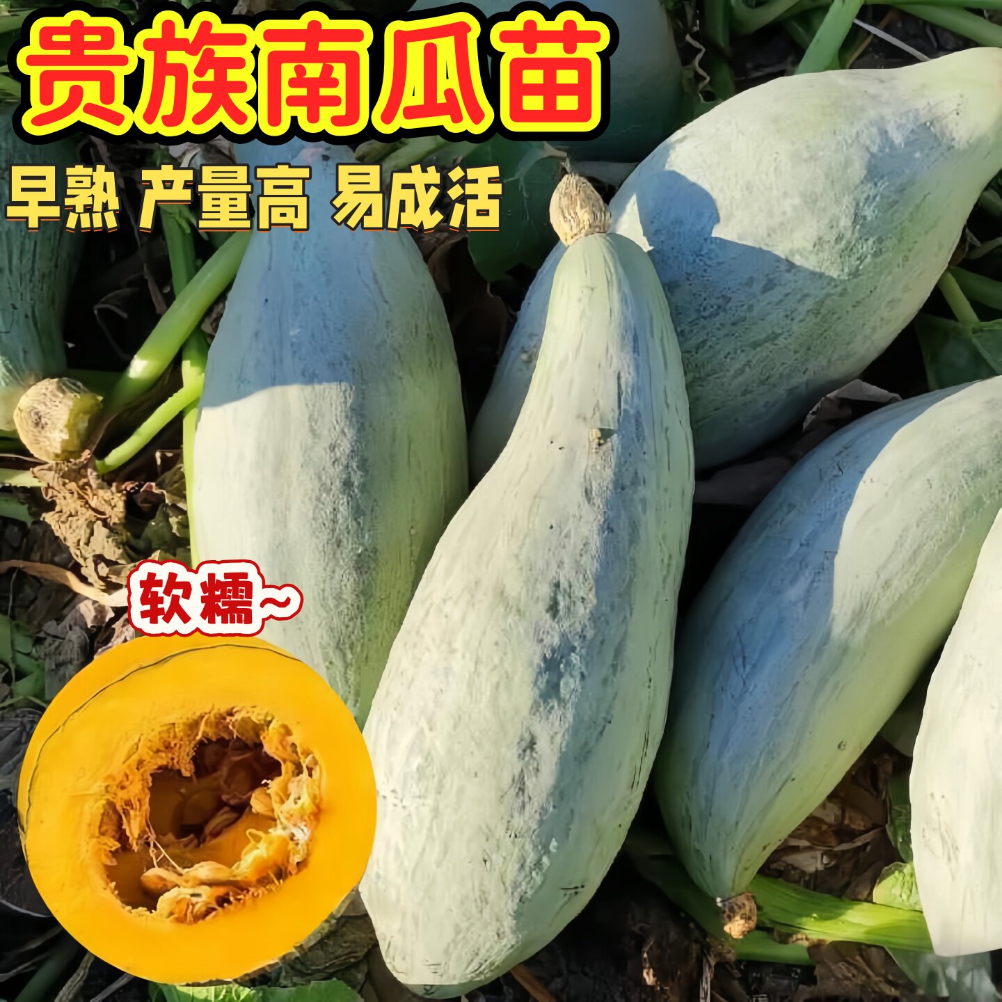 贵族南瓜秧苗甘甜栗板栗南瓜橄榄面瓜蛋黄东北丑窝瓜新疆丑瓜秧苗